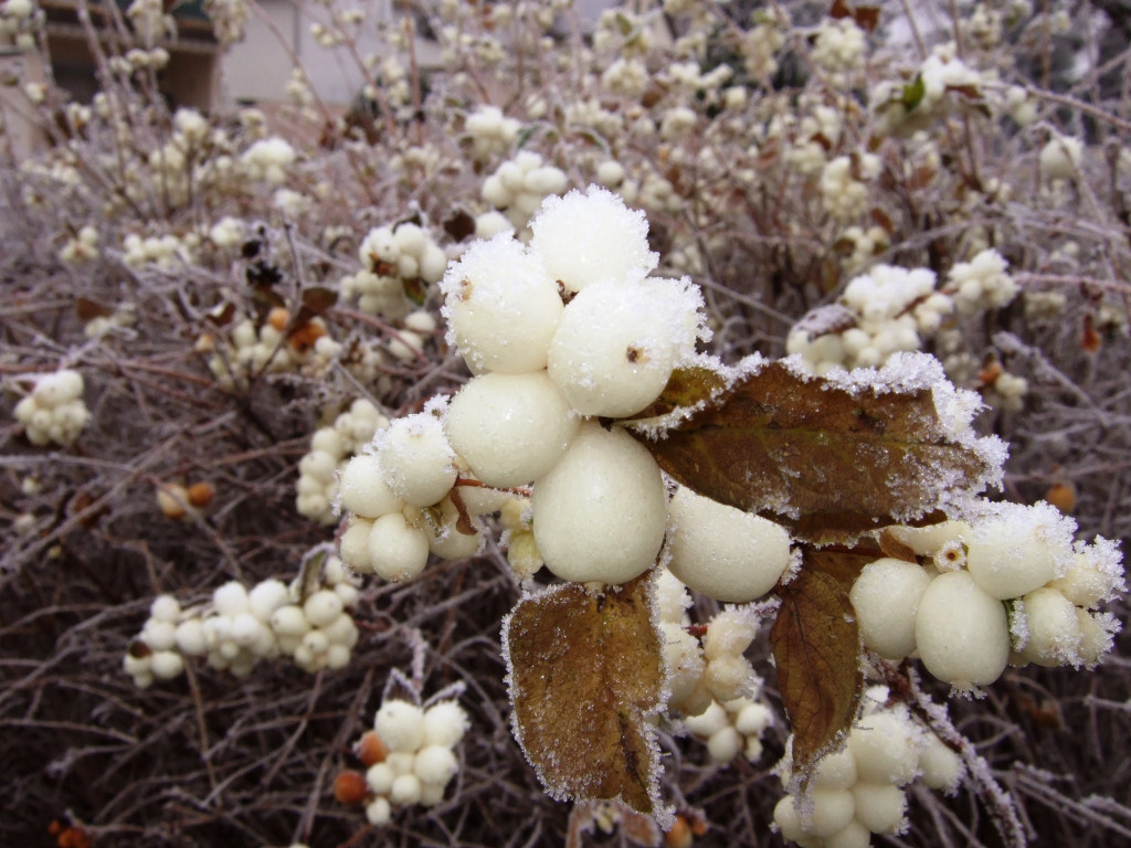 Schneebeerenstrauch mit Raureif (Foto: Tina Bungeroth)