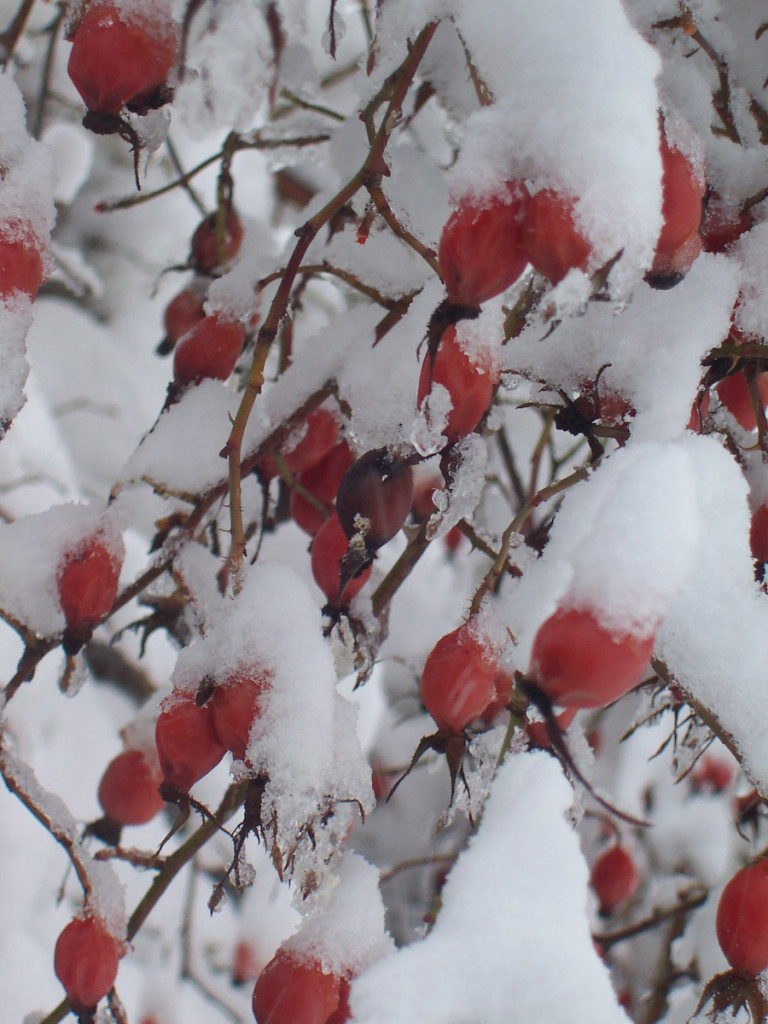 Verschneite Hagebutten (Foto: Tina Bungeroth)